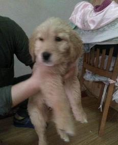 格力狗视频,萌宠日常，欢乐无限