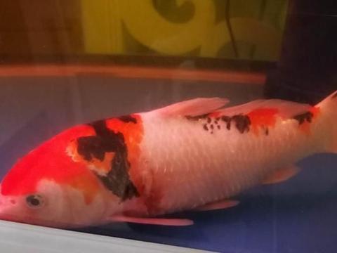 观赏鱼的视频,跟随镜头探寻观赏鱼的美丽世界