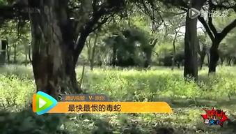 巨毒蛇视频,揭秘致命蛇类的生存奥秘